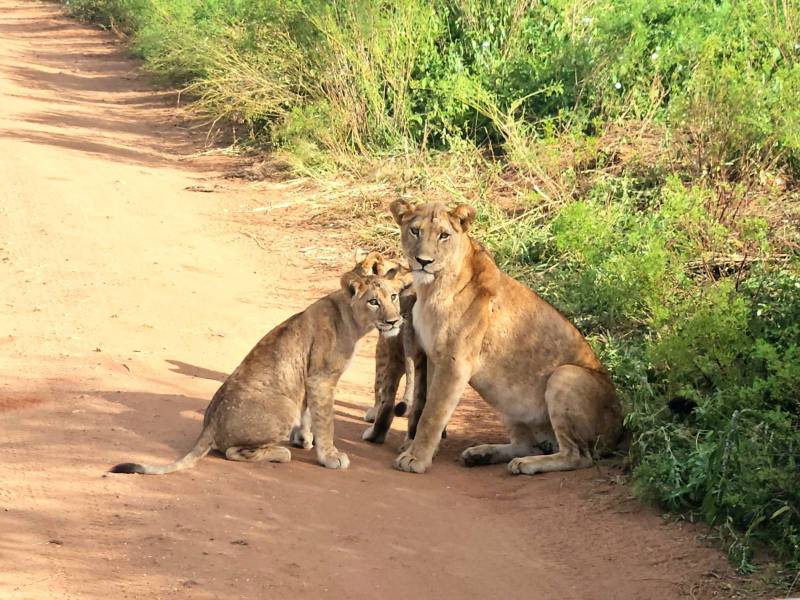 Safari en Tanzanie