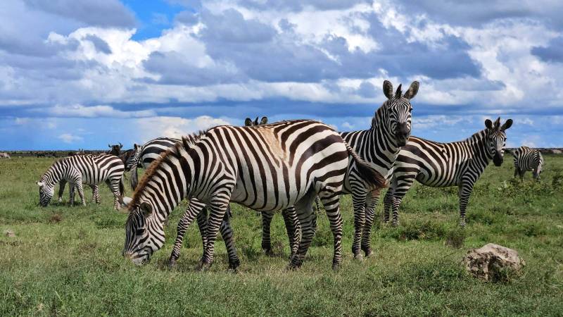 Safari en Tanzanie