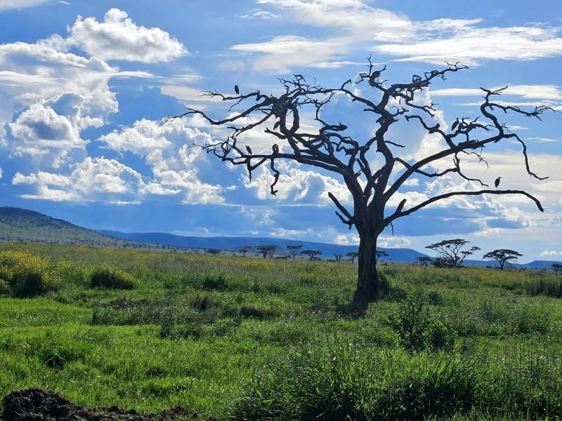 Safari en Tanzanie