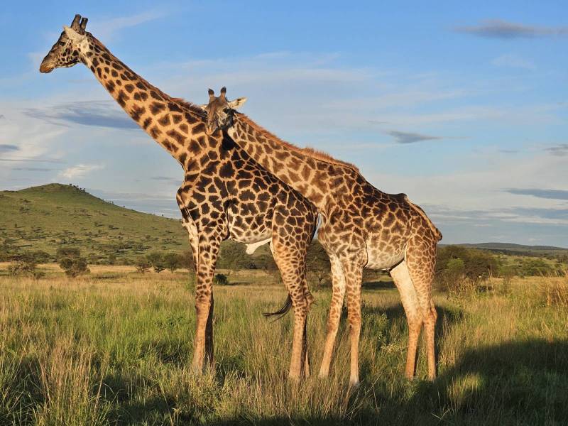 Safari en Tanzanie