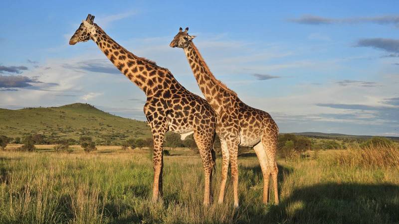 Safari en Tanzanie
