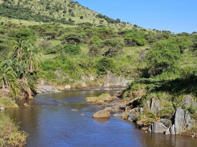 Safari en Tanzanie