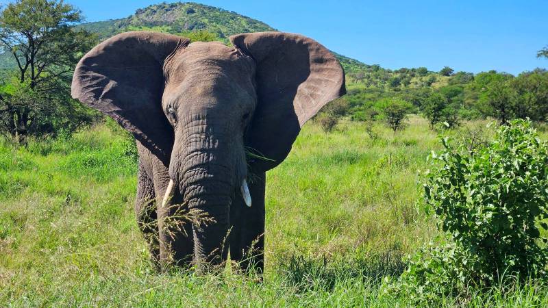 Safari en Tanzanie