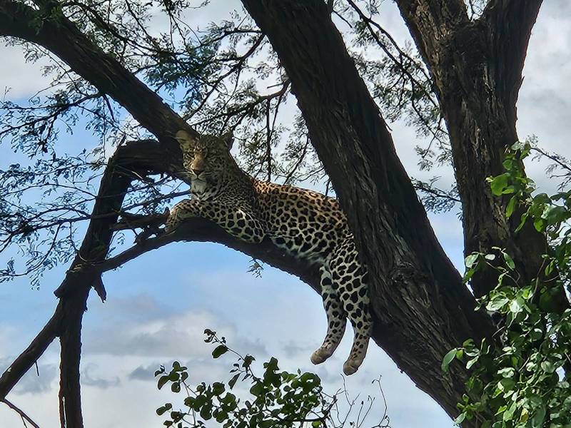 Safari en Tanzanie