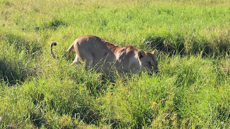Safari en Tanzanie
