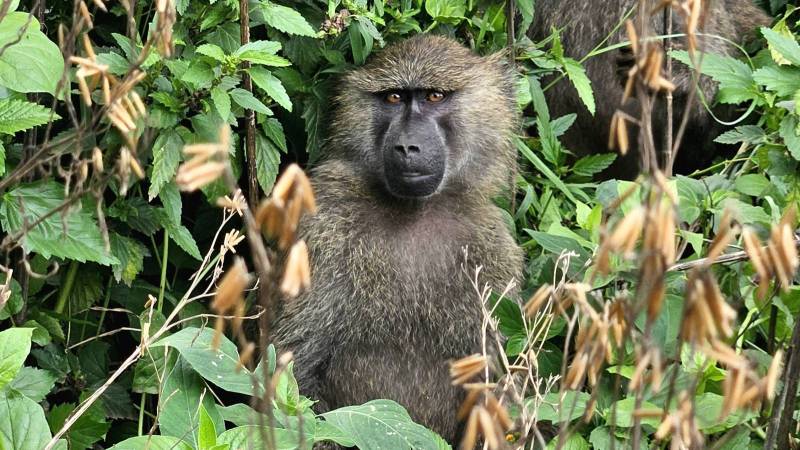 Safari en Tanzanie