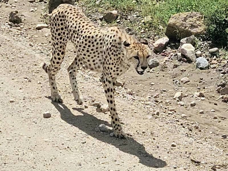 Safari en Tanzanie