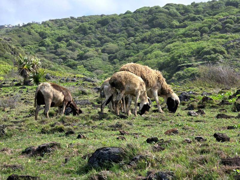 Voyage dans les Mascareignes – La Réunion, Rodrigues et l’île Maurice : trois ambiances, une seule harmonie, créée sur-mesure par CR Voyages