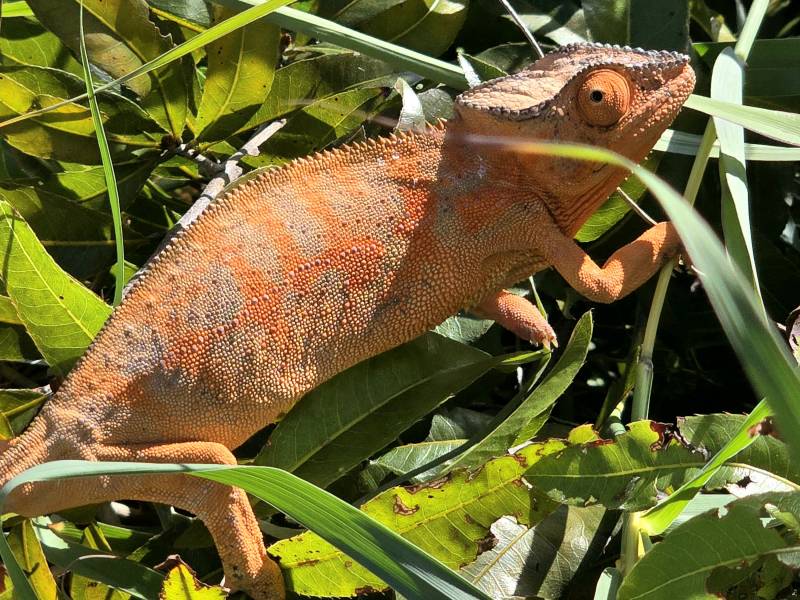 Nosy Be, la perle de l’océan Indien : une invitation au voyage entre nature, lagons et douceur de vivre