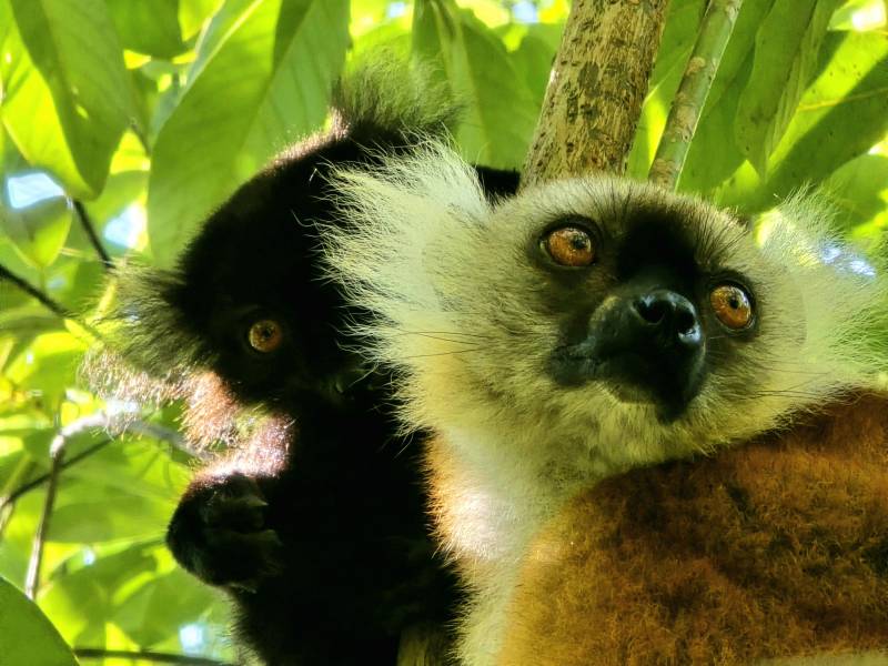 Lokobe : la vraie nature de Nosy Be, côté forêt… et côté mer