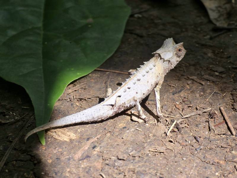 Lokobe : la vraie nature de Nosy Be, côté forêt… et côté mer