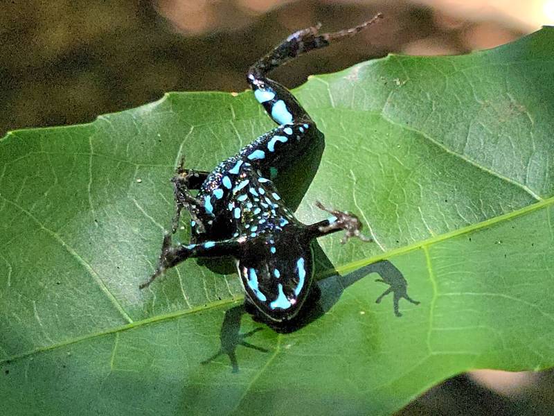 Lokobe : la vraie nature de Nosy Be, côté forêt… et côté mer