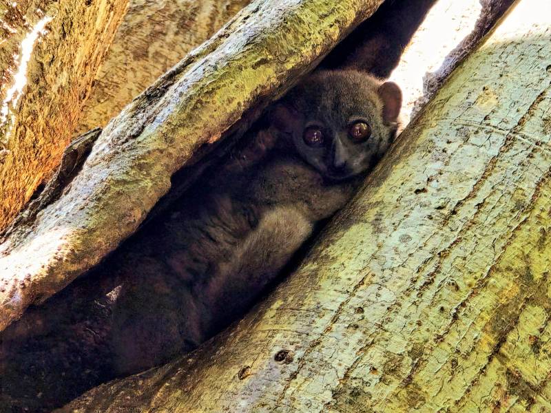Lokobe : la vraie nature de Nosy Be, côté forêt… et côté mer