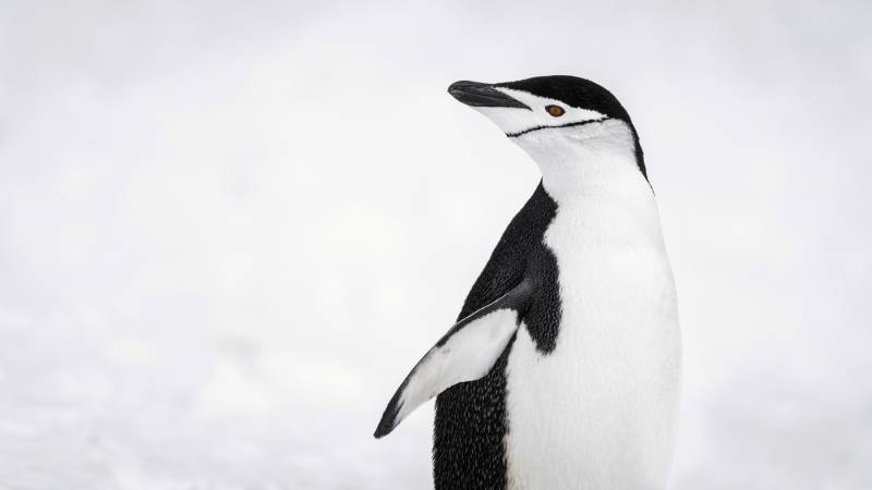 En 2028, PONANT repousse les limites de l'Exploration avec la Première Circumnavigation Antarctique du Commandant Charcot