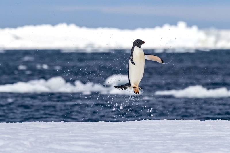 Croisière Antarctique PONANT 2027-2028 : La Grande Boucle Australe avec CR Voyages