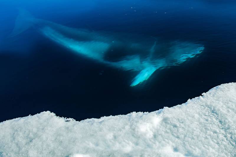 Croisière Antarctique PONANT 2027-2028 : La Grande Boucle Australe avec CR Voyages
