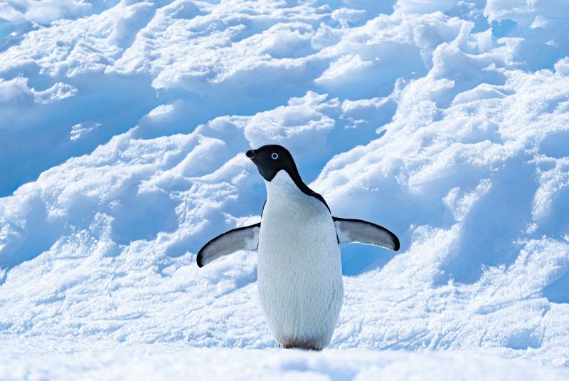 Antarctique Emblématique : l’expérience ultime du continent blanc en croisière d’expédition PONANT