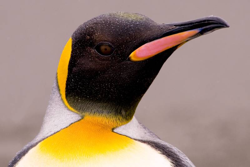 En 2028, PONANT repousse les limites de l'Exploration avec la Première Circumnavigation Antarctique du Commandant Charcot