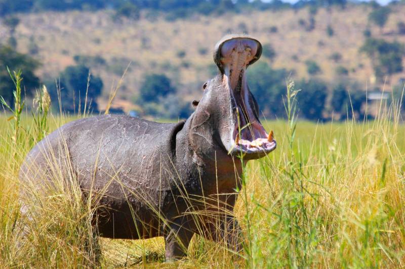 Safari-croisière - Safari