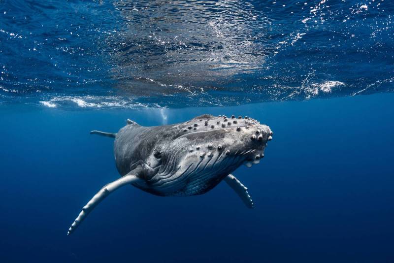 Baleines Polynesie Tahiti Moorea