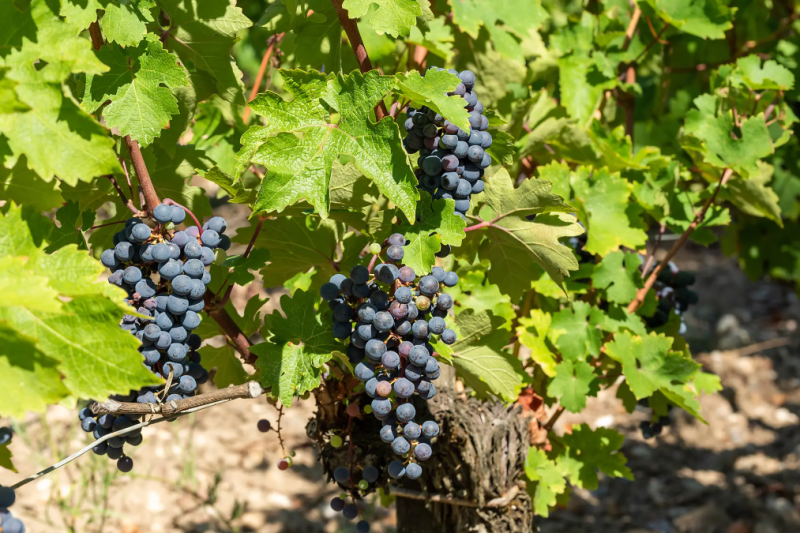 Croisière Ponant : Saveurs, vignes et océan