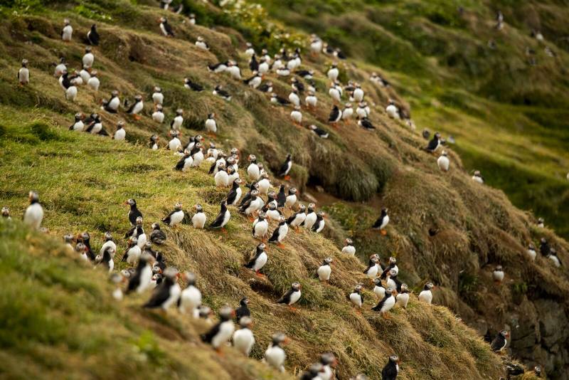 Mosaïque islandaise : une croisière d'exception entre nature sauvage et gastronomie nordique