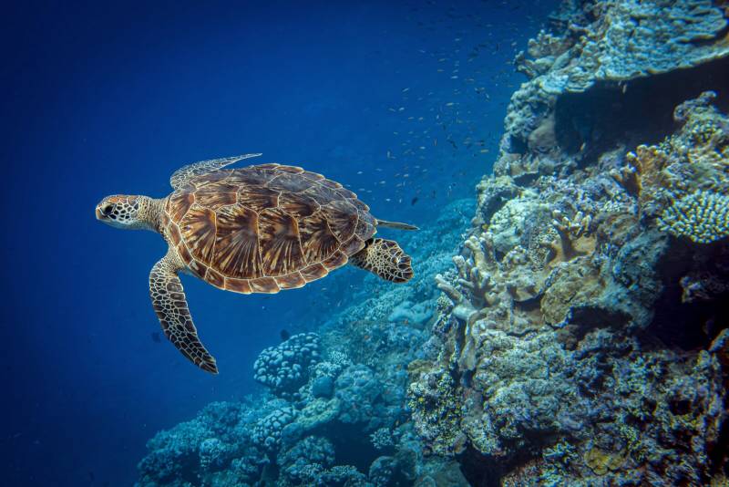 Tortue verte à Astove