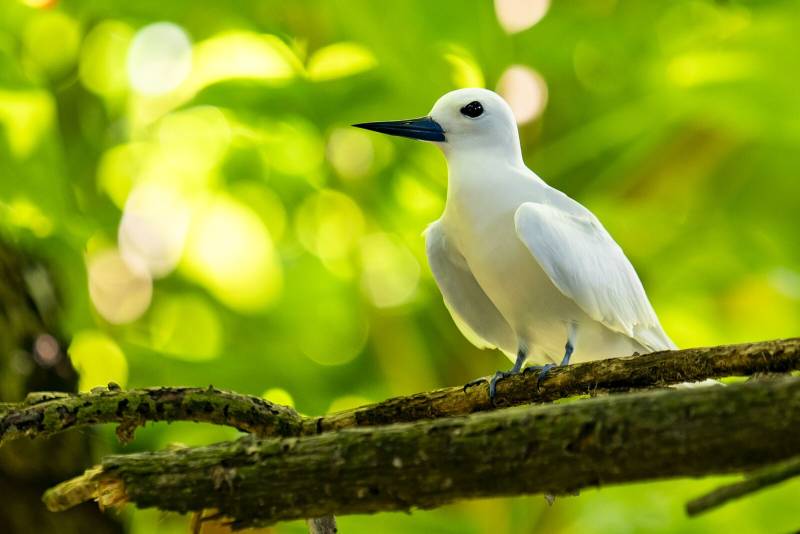 Gygis Alba - Seychelles