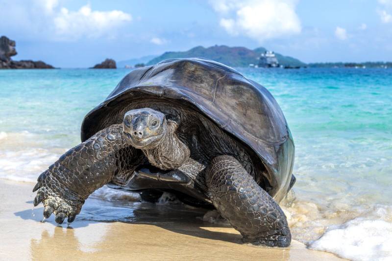 Tortue de mer Seychelles