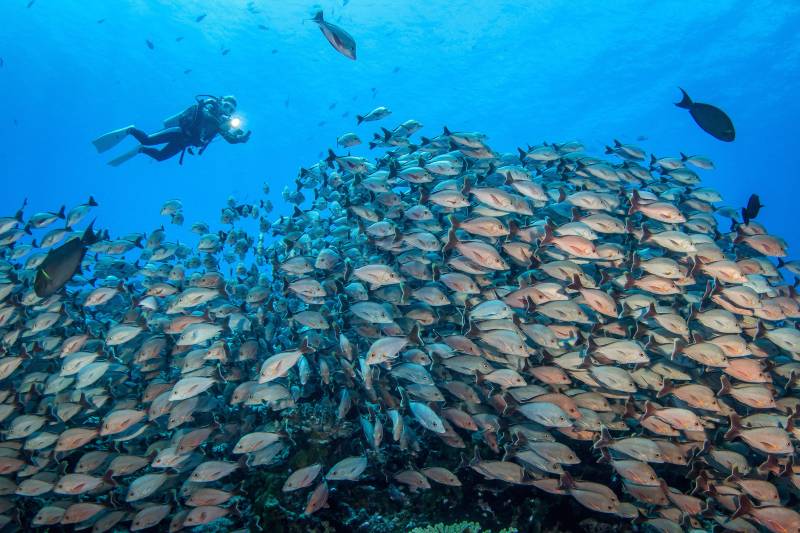 Plongée sous-marine à Rangiroa