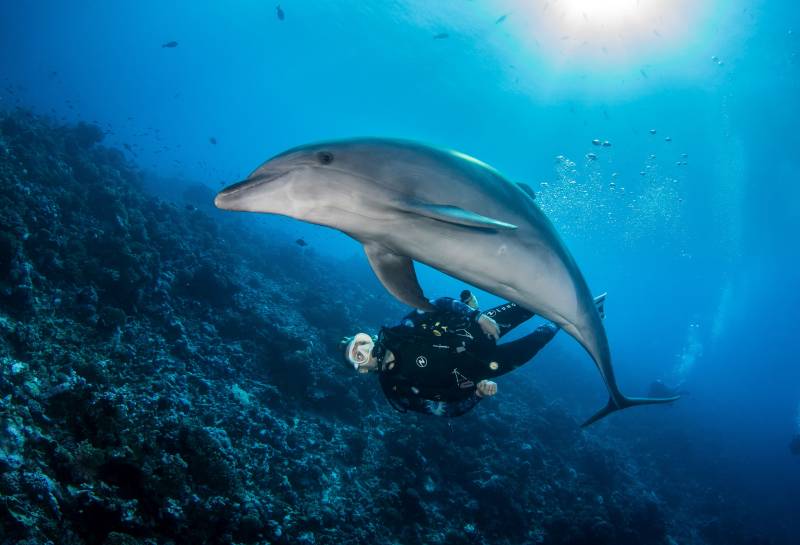 Plongée sous-marine à Rangiroa