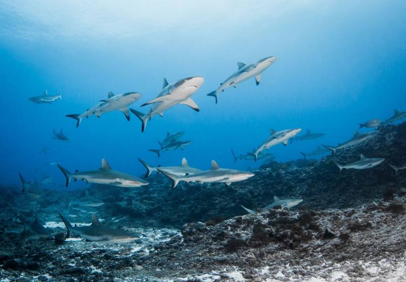 Plongée sous-marine à Rangiroa