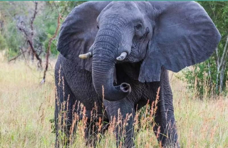 Zanzibar - Éléphant