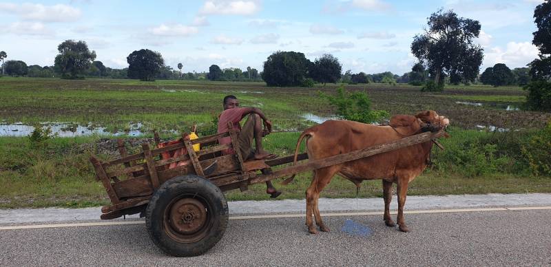 Zanzibar, char à boeuf, nature