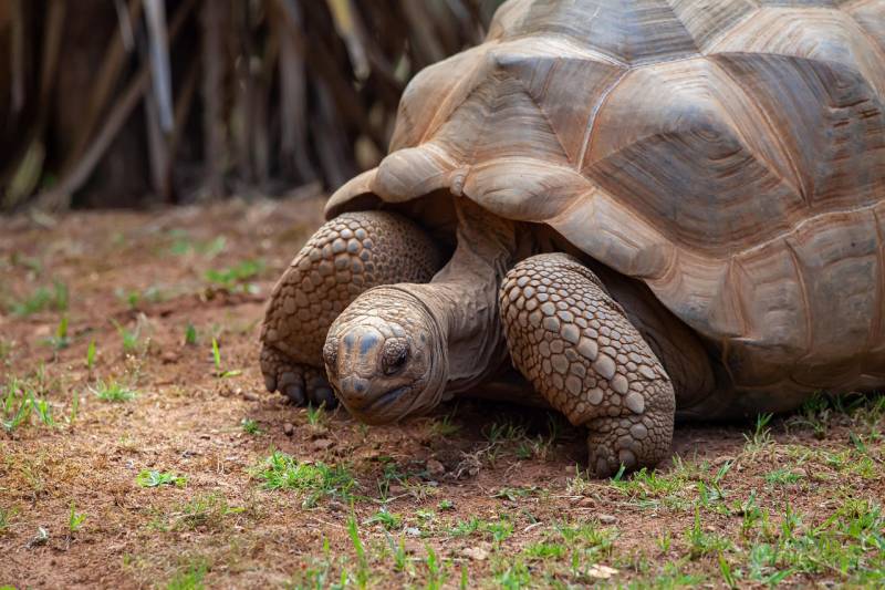 Tortue Géante aux Seychelles