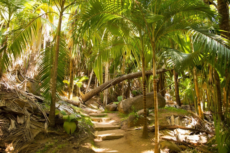 Vallée de Mai